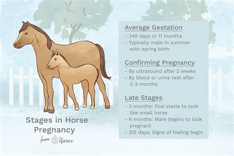 Symptoms and Stages of Pregnancy in Horses