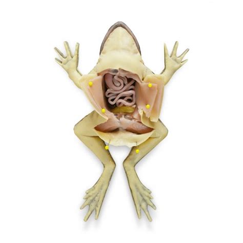 SynFrog Dissection Model SynDaver