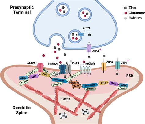 Synaptic Systems - Shank3