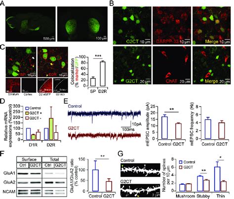 Synaptic weakening of MSNs in the G2CT transgenic …