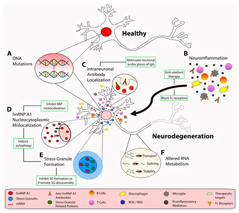 Synaptopathic mechanisms of neurodegeneration and dementia ... - PubMed