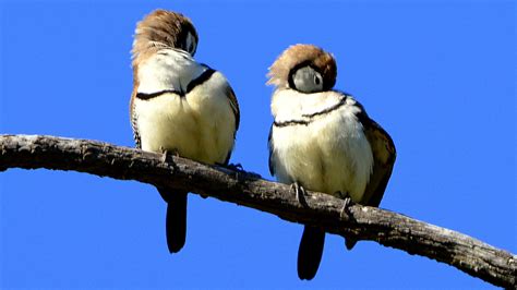 Synchronicity -- Birds in photography-on-the.net forums