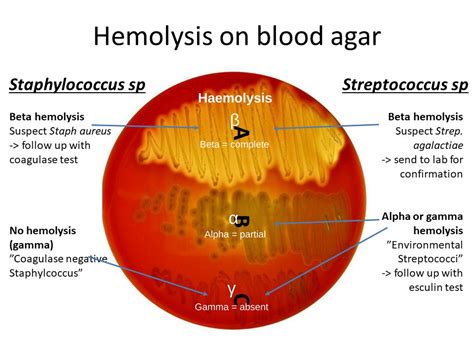 Synergistic hemolytic reactions between staphylococci and …