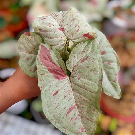 Syngonium milk confetti. Syngonium 'Milk Confetti' displays milky, light green leaves with pink confetti-like splotches on a tropical creeper. Syngoniums are dramatic houseplants and are … 
