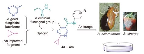 Synthesis and Antiinflammatory Activities of (a-Cyclopropyl-p …