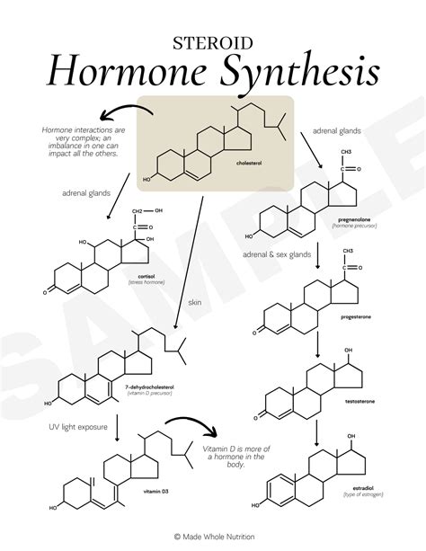 Synthesis of steroid hormones - SlideShare