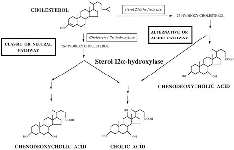 Synthesis of the specific monosulfates of cholic acid - ScienceDirect