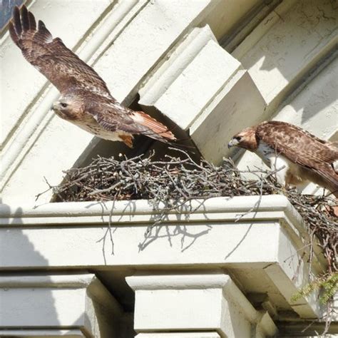 Syracuse University Red-Tailed Hawk Family