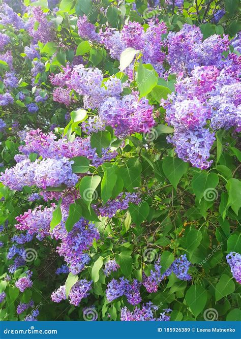 🍑 [HD] Syren Grl Onlyfans Leaked