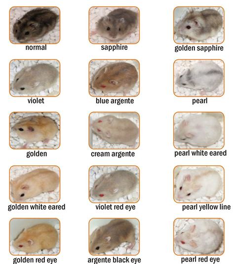 Syrian Hamster Color Chart