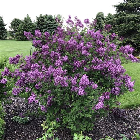 Syringa BLOOMERANG DARK PURPLE