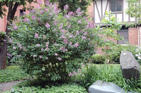 Syringa josikaea Landscape Plants Oregon State …