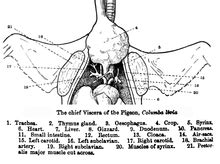 Syrinx (bird anatomy) - Wikipedia