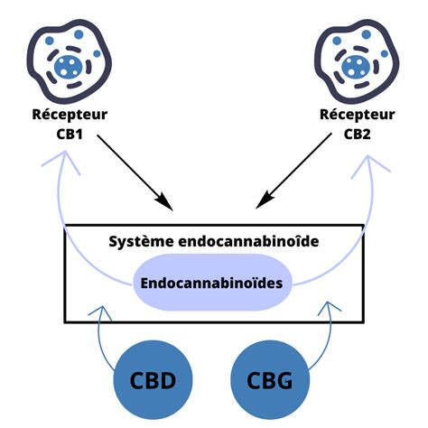 Système endocannabinoïde - Wikiwand