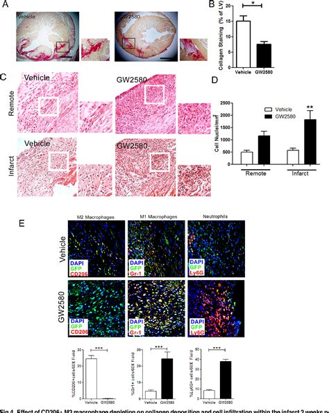 Systemic and Cardiac Depletion of M2 Macrophage through CSF …