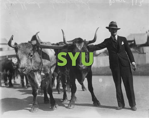 Syu meaning