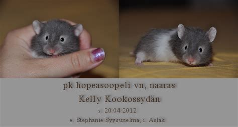 Syyrialaisen hamsterin poikasia