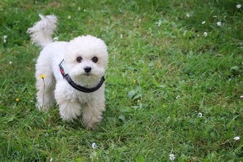 Täydellinen Bichon Villakoira Opas: 5 Täytyy Lukea Faktoja