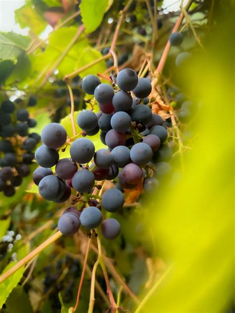 Tål vindruvor frost