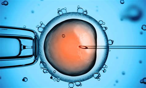 Tüp Bebek tedavisi; yumurta gelişimi, yumurtaların toplanması ve döllenmesi, embriyo gelişimi ve embriyo transferi aşamalarından oluşan bir süreçtir.