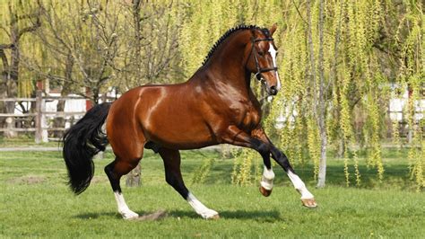 Türk atı