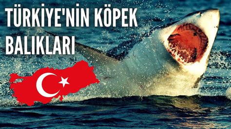 Türkiye de köpek balığı var mı