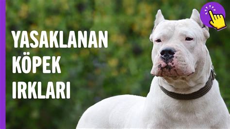 Türkiyede yasak köpek ırkları
