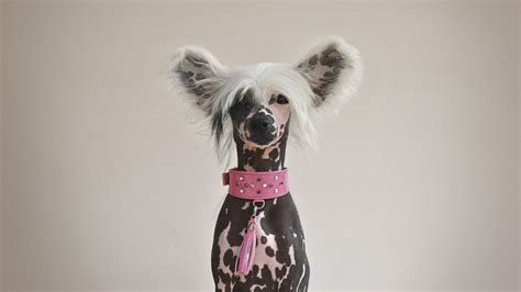 Tüy Dökmeyen Köpek Cinsleri ve Özellikleri (Tam 10 Irk).