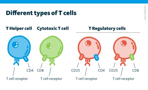 T cell | Definition, Function, & Facts | Britannica - muktibox.com
