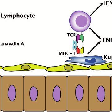 T Cell Activation via Concanavalin A Thermo Fisher Scientific - KR