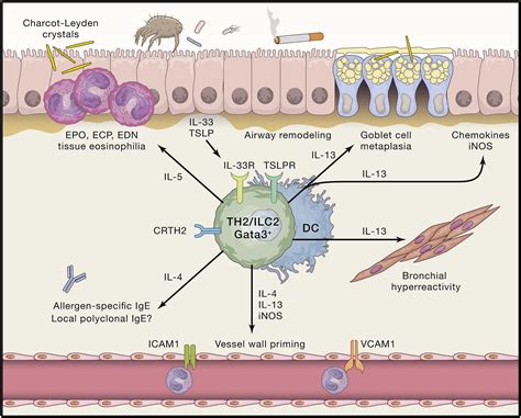 T Lymphocyte and Inflammatory Cell Research in Asthma