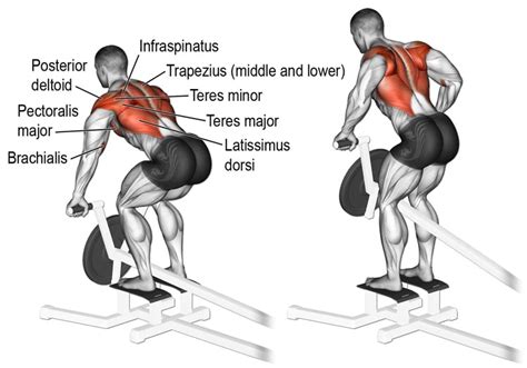 T-Bar Row Exercise Benefits, Muscles Worked + How To - balustradellc