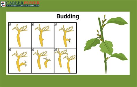 T-budding | RHS Advice - raincitystudios.com