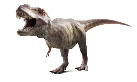 Oct 11, 2021 · T rex was a large, predato