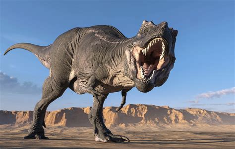 T-rex.. Scientists determine the age of dinosaur bones by dating the fossils and the surrounding rocks. Read about radiometric dating and other techniques. Advertisement When paleontologis... 