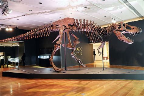 T. rex bones get more than $5M at auction