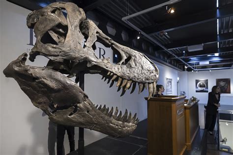 T. rex skeleton sells for more than $5M at Zurich auction, less than expected