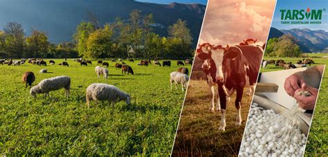 T.. TARIM VE ORMAN AKANLIĞI. 