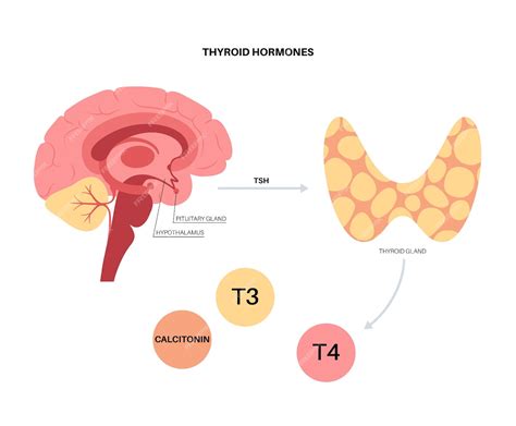 T3 / T4 & TSH - DESEGO