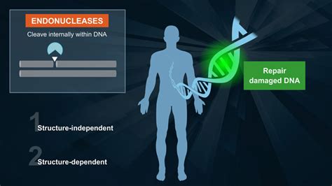 T4 Endonuclease V Purified Talc - DrugFuture