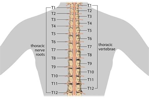 T5 vertebrae injury symptoms.  The anatomic context for this code is defined by Injuries to th...