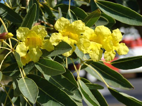 Tabebuia aurea | Silver trumpet tree - Indian flowering … - raincitystudios.com