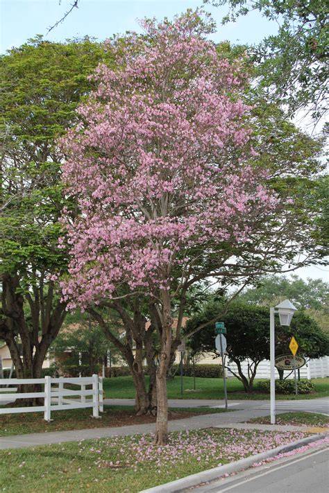 Tabebuia heptaphylla Pink Trumpet Tree - University of Florida - raincitystudios.com