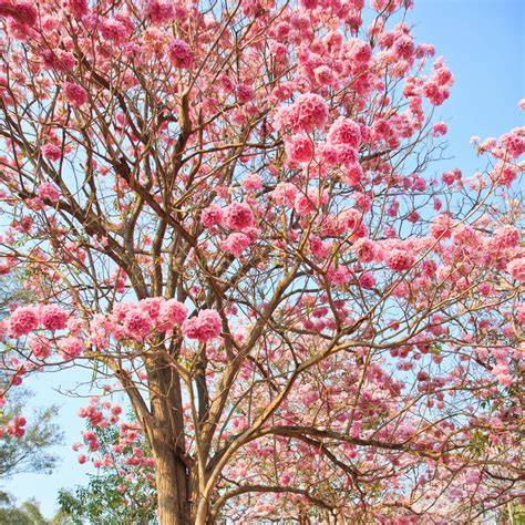 Tabebuia rosea: The perfect tree for any climate | BhuMe - raincitystudios.com