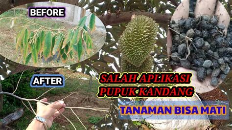 Tabur sana tabur sini... Pemupukan pada pohon durian harus sering ... - balustradellc