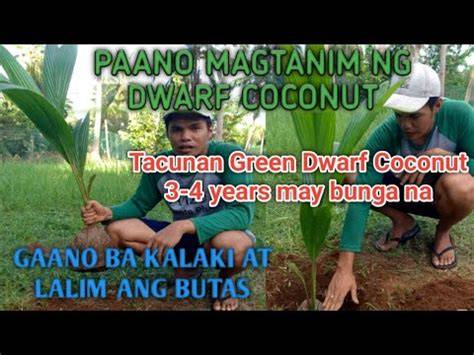 TACUNAN DWARF COCONUT: GUIDE SA PAGTATANIM - raincitystudios.com