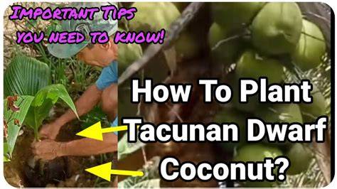 Tacunan Dwarf Coconut Planting Guide | PDF - raincitystudios.com