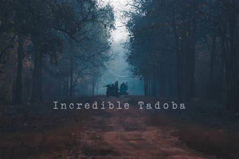 Tadoba's 2 Exclusive Safari Zones - Core and Buffer - raincitystudios.com