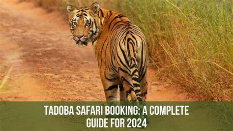 Tadoba Booking | Tadoba National Park Booking - raincitystudios.com