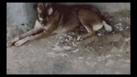 Tag/1 Shovel Dog - wintechmobiles.com